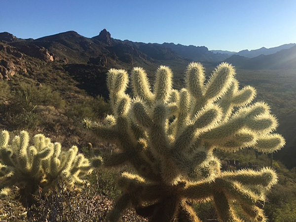 cholla