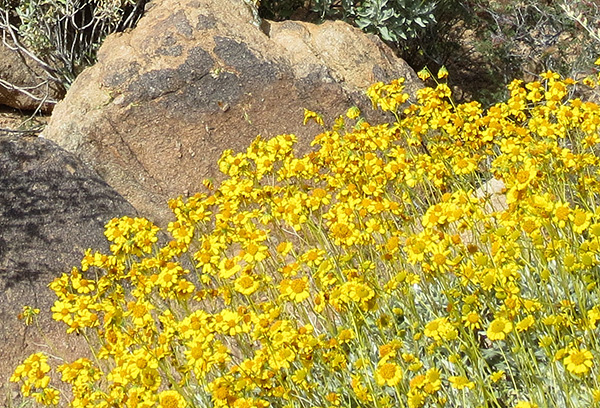 brittlebush