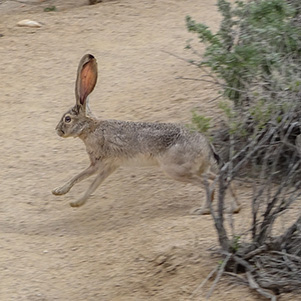 jackrabbit