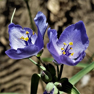 purple