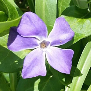 lavendar