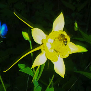 yellow