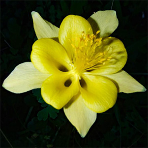 yellow