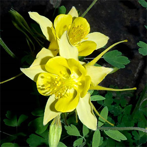 yellow