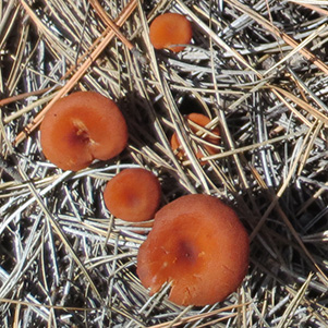 mushroom
