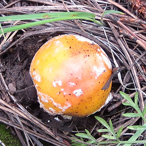 mushroom