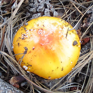 mushroom