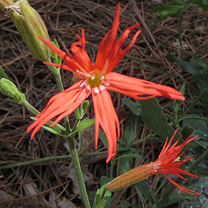 red