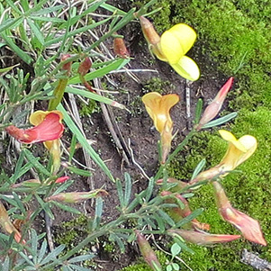 vetch