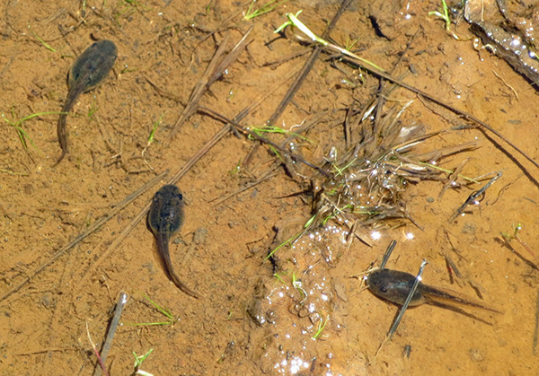 tadpoles