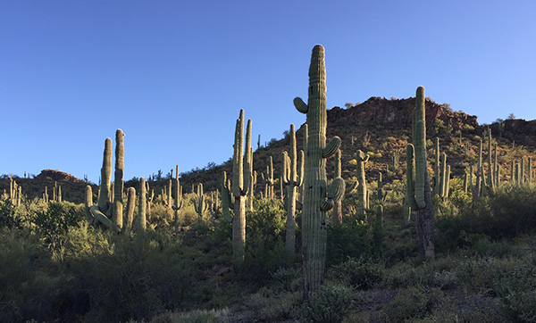 saguaros