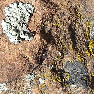 lichen