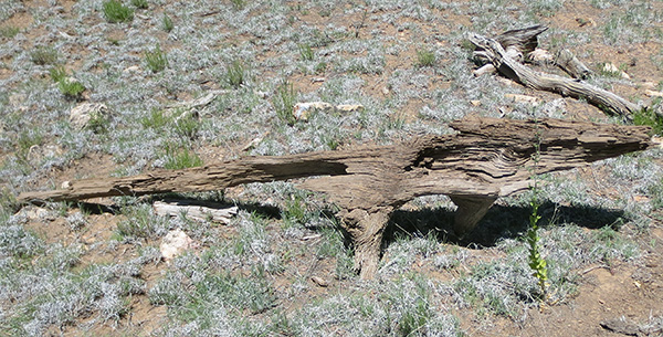 log