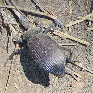 beetle