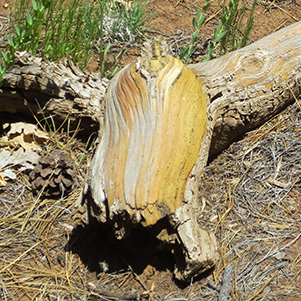 wood