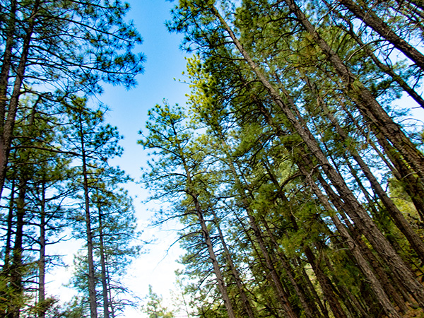 trees