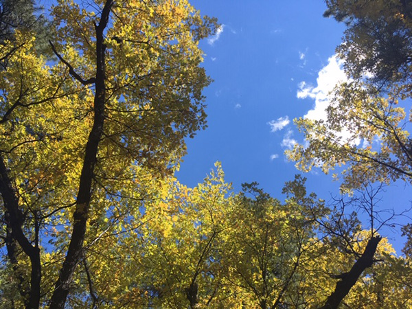 fall
