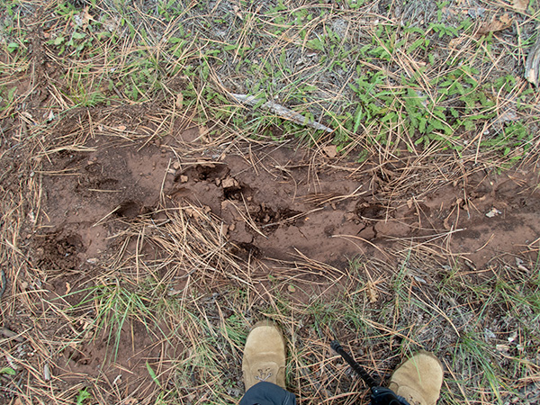 tracks