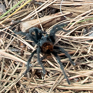 spider