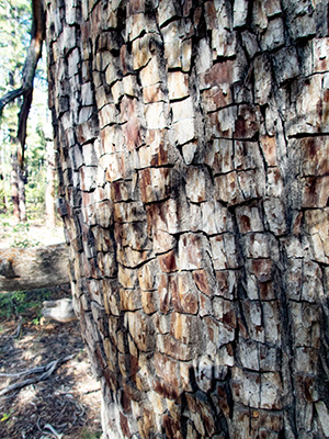 bark