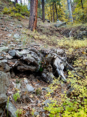 log