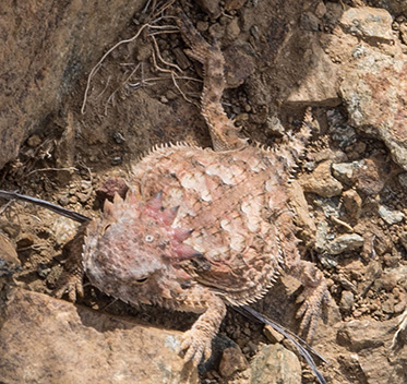 horned