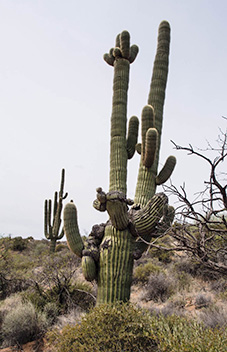 saguaro