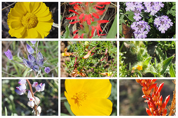 flowers