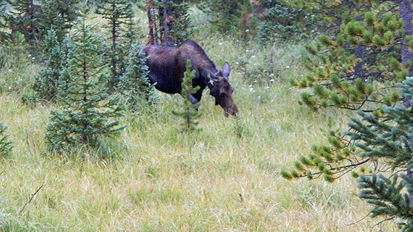 moose