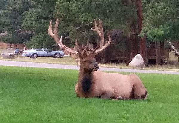 elk