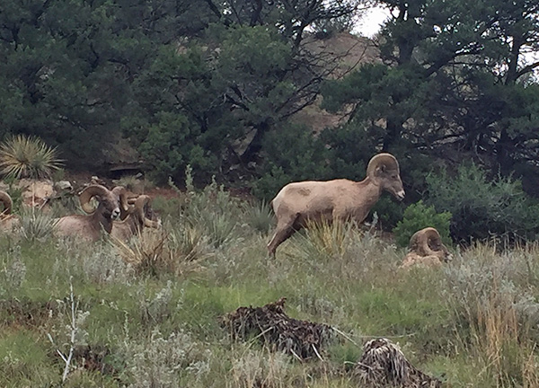 bighorn