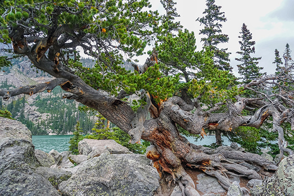 tree