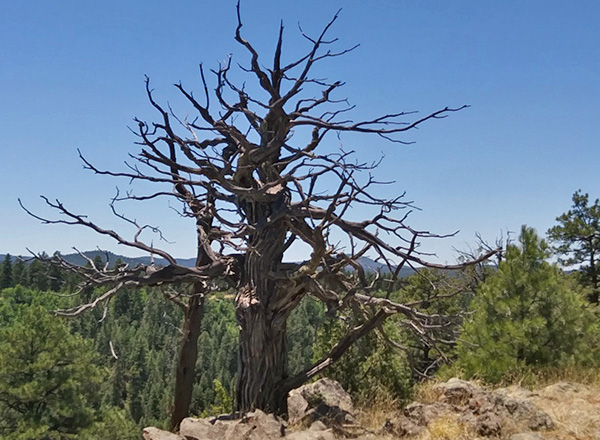 tree