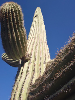 saguaro
