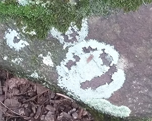 lichen