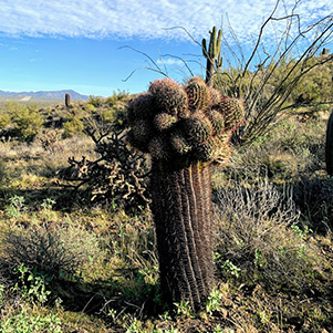 cactus