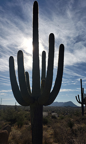 cactus