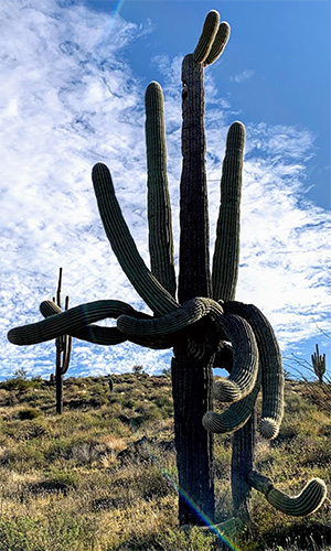 cactus