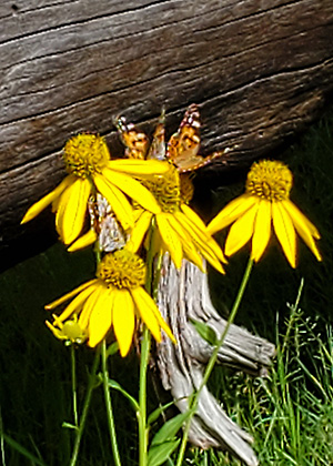 yellow