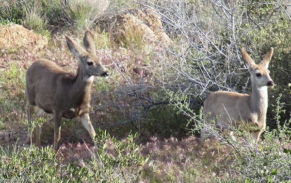 deer