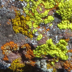 lichen