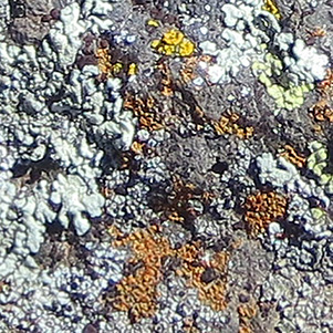 lichen