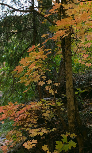 leaves