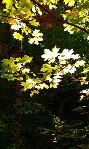 leaves