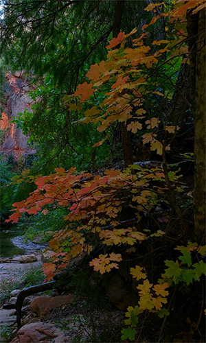 leaves