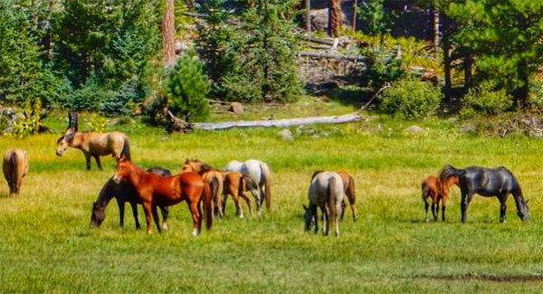 horses