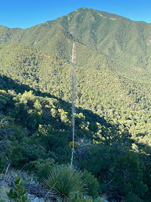 mountain