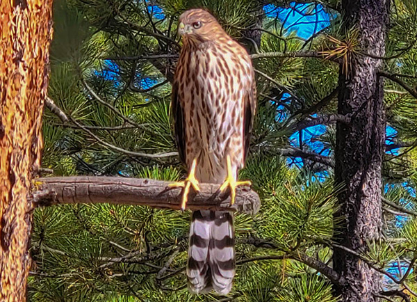hawk
