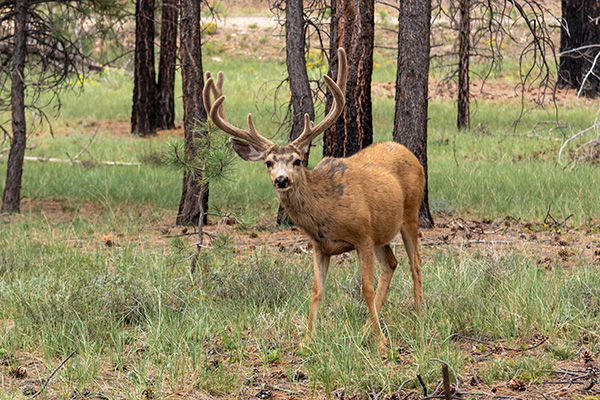 deer