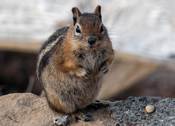 squirrel